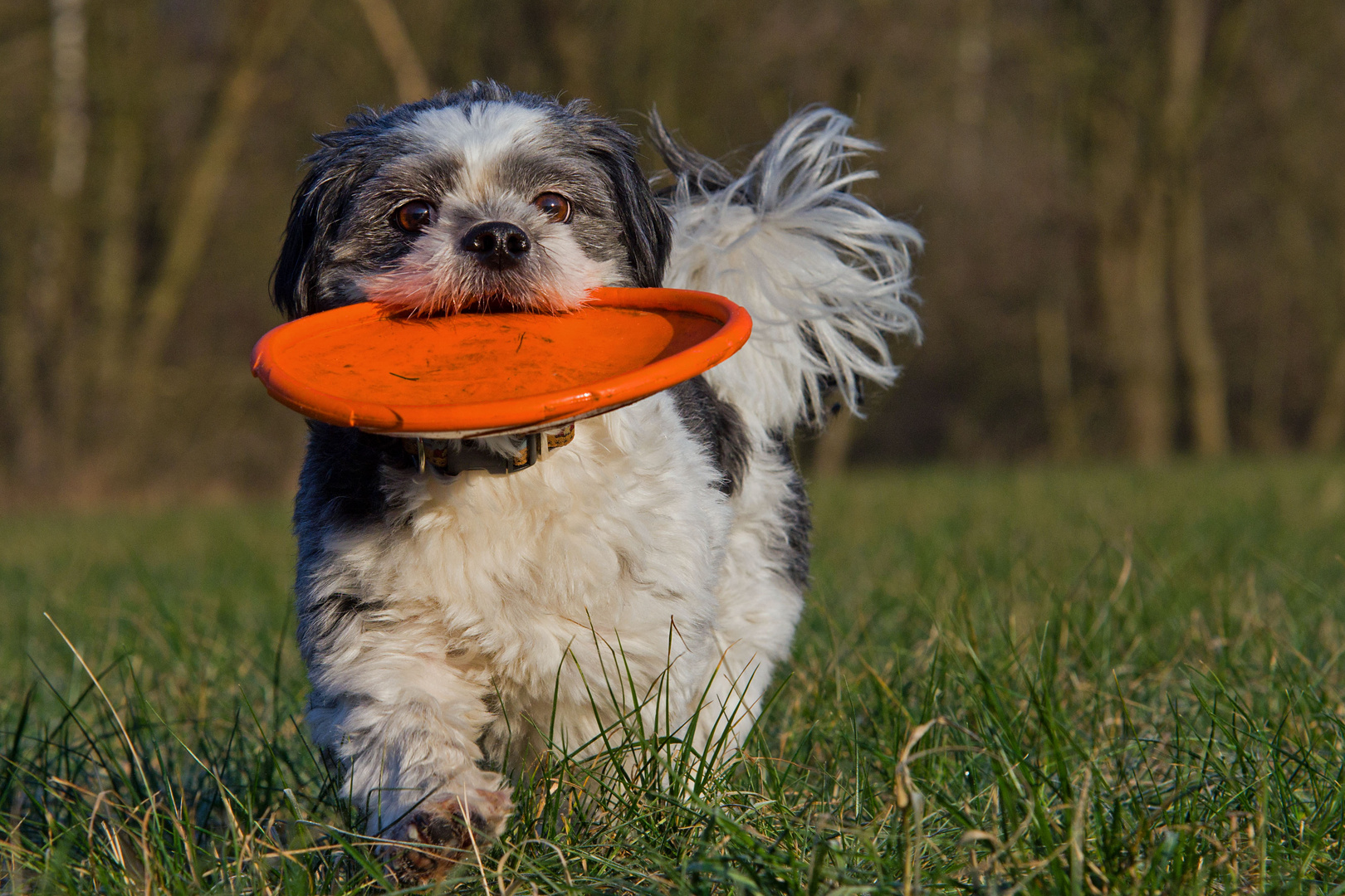 Konditionstraining für die Agility-Saison