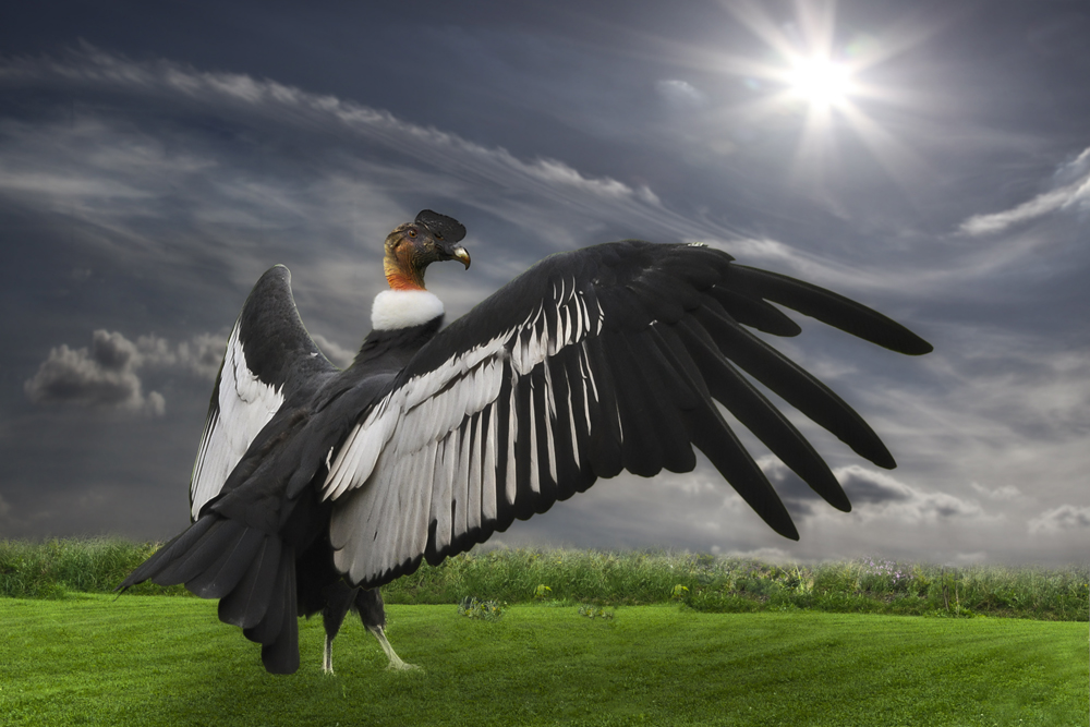 Kondor Foto & Bild | tiere, wildlife, wild lebende vögel Bilder auf ...