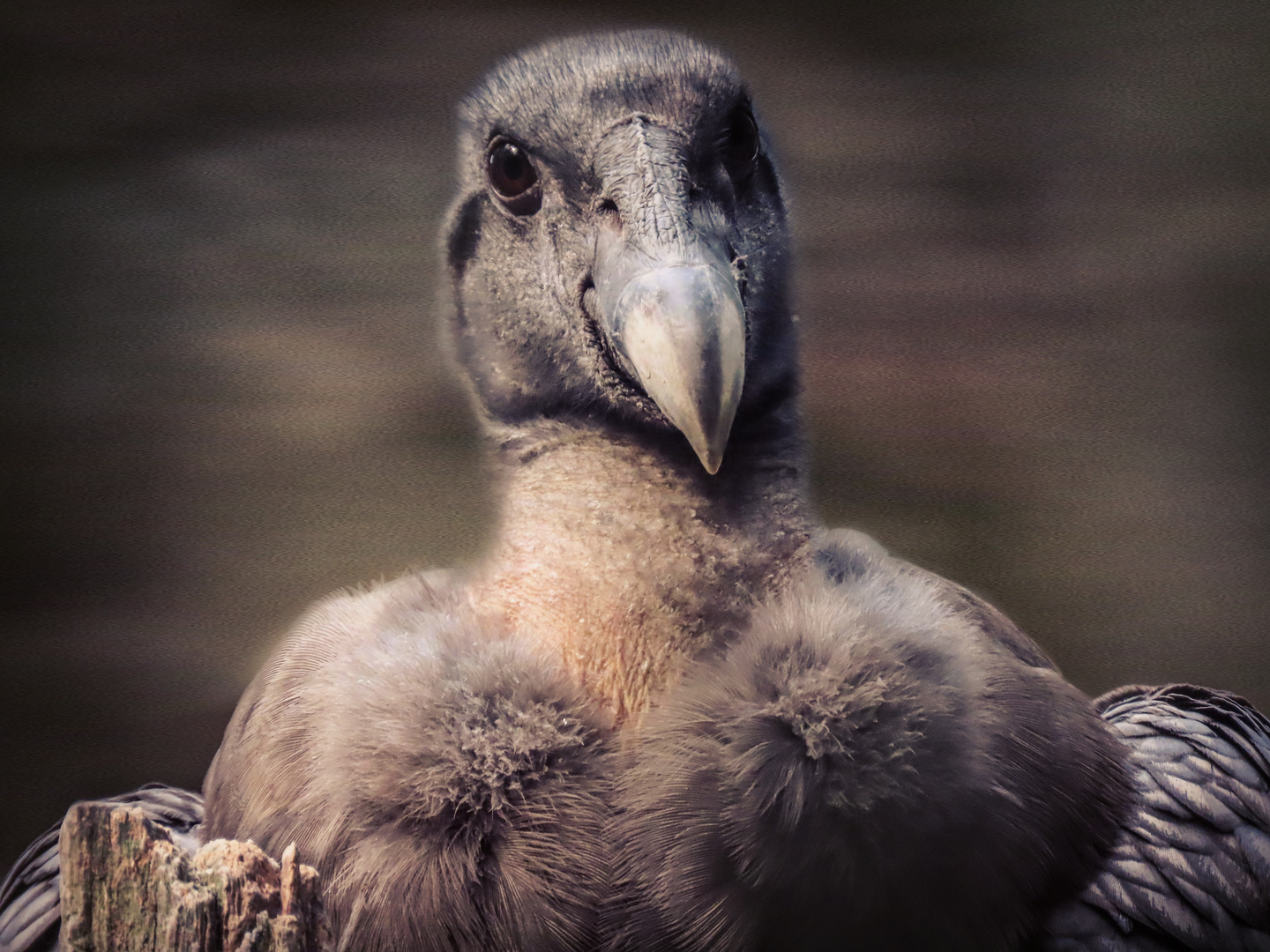 Kondor Foto & Bild | natur, zoo, tiere Bilder auf fotocommunity