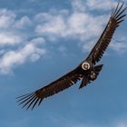 Kondor, Colca-Canyon, Nov. 2019