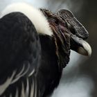 Kondor - Der weltgrößte Vogel