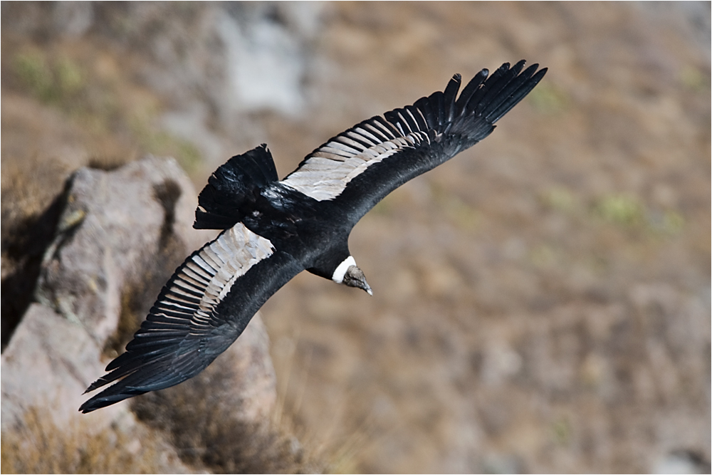 Kondor im Colca Canyon - Peru