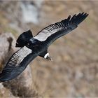 Kondor im Colca Canyon - Peru