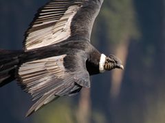 Kondor im Colca Canyon, Peru