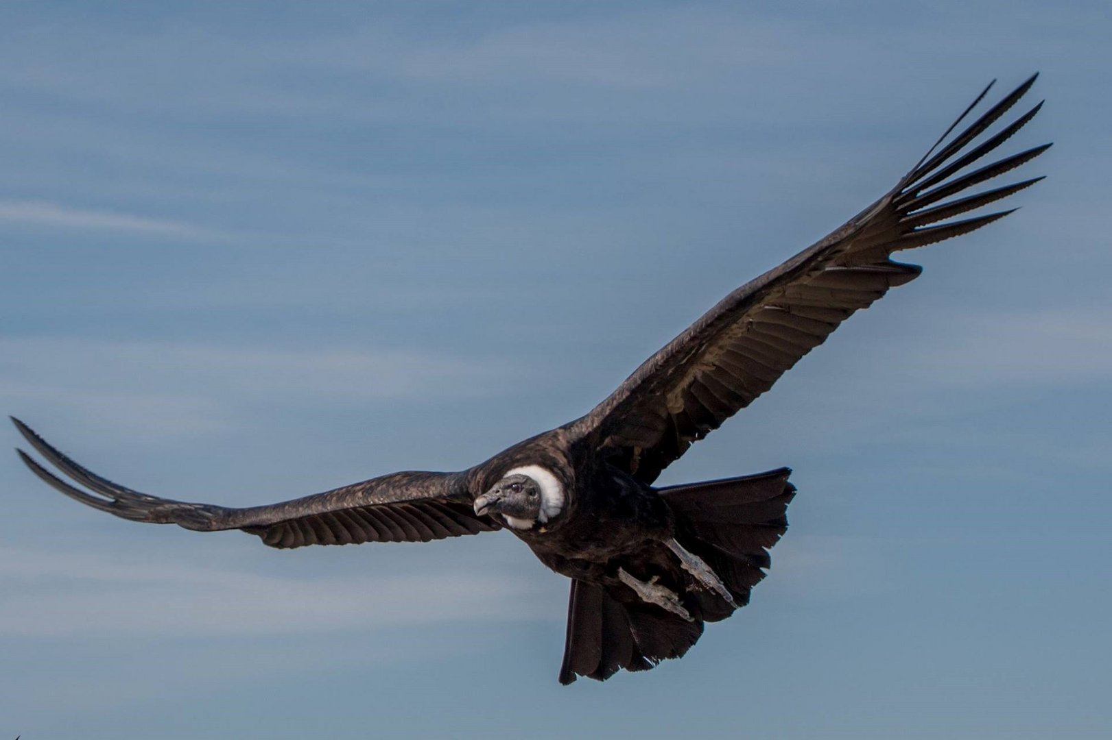 Kondor im Flug