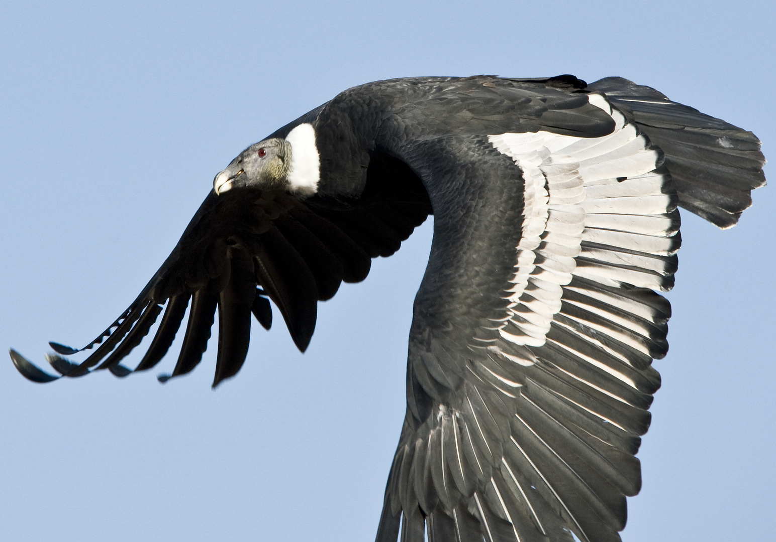 Kondor im Flug