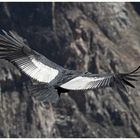 Kondor im Flug über den Colca Canyon/ Peru