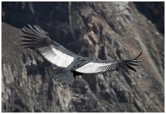 Kondor im Flug über den Colca Canyon/ Peru