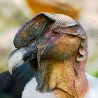 Kondor im Vogelpark
