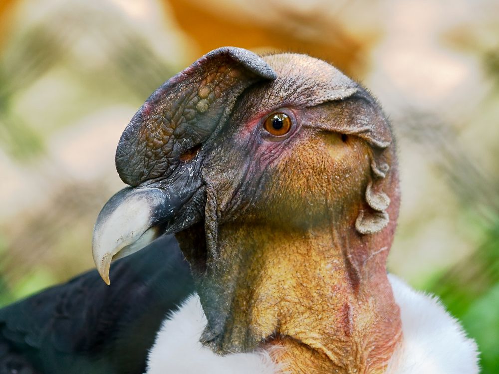 Kondor im Vogelpark