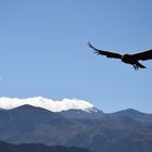 Kondorbeobachtung im Colca-Canyon