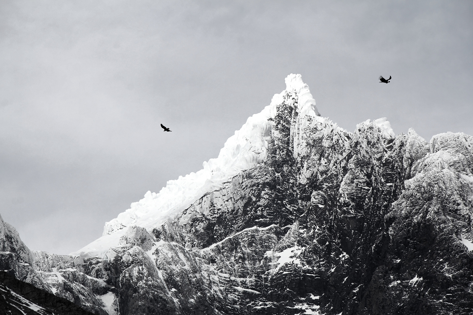 Kondore im Torres Del Paine Nationalpark