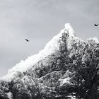 Kondore im Torres Del Paine Nationalpark