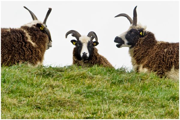 Konferenz der Deichbewohner