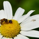 Konferenz der Insekten