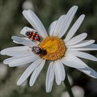 Konferenz der Käfer