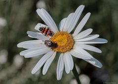 Konferenz der Käfer