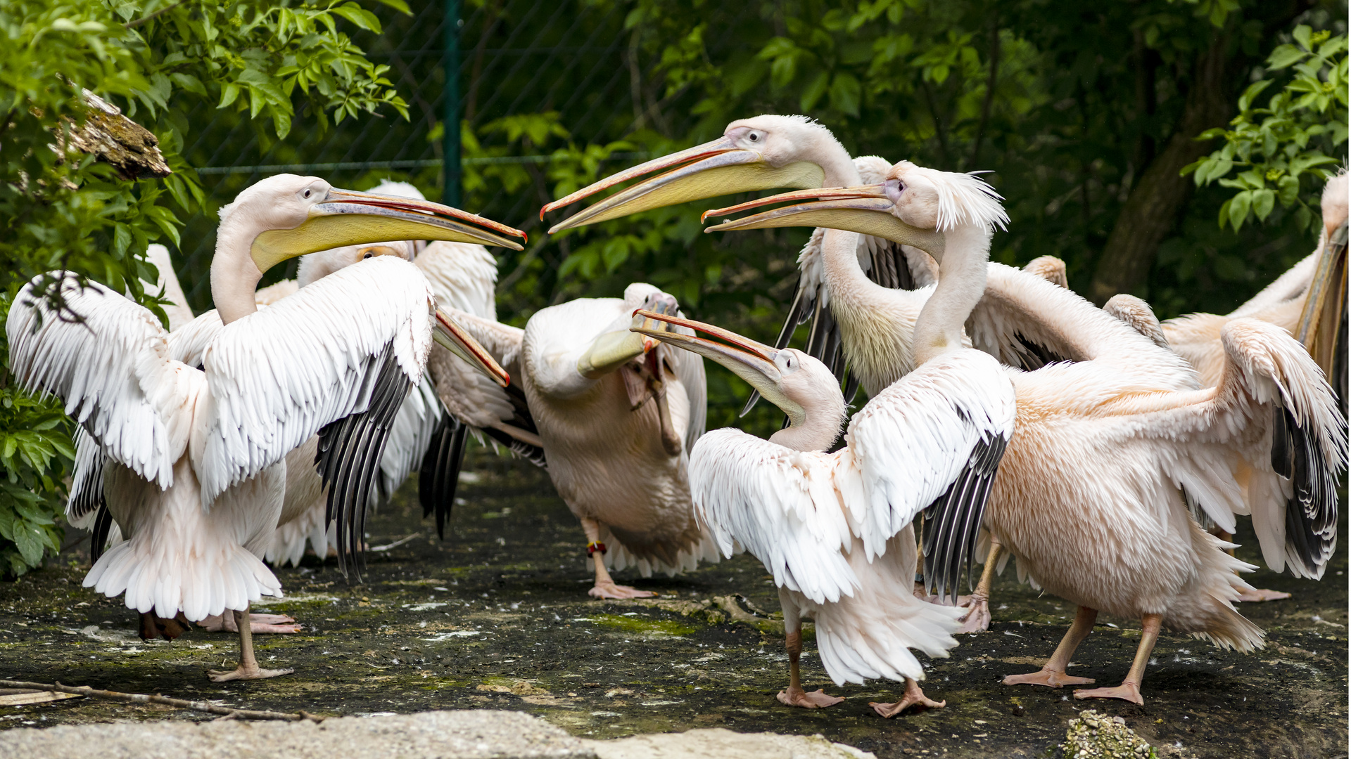 Konferenz der Pelikane (Begegnungen im Zoo, 9)