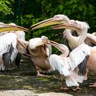 Konferenz der Pelikane (Begegnungen im Zoo, 9)