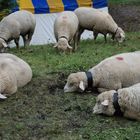 Konferenz der Schafe