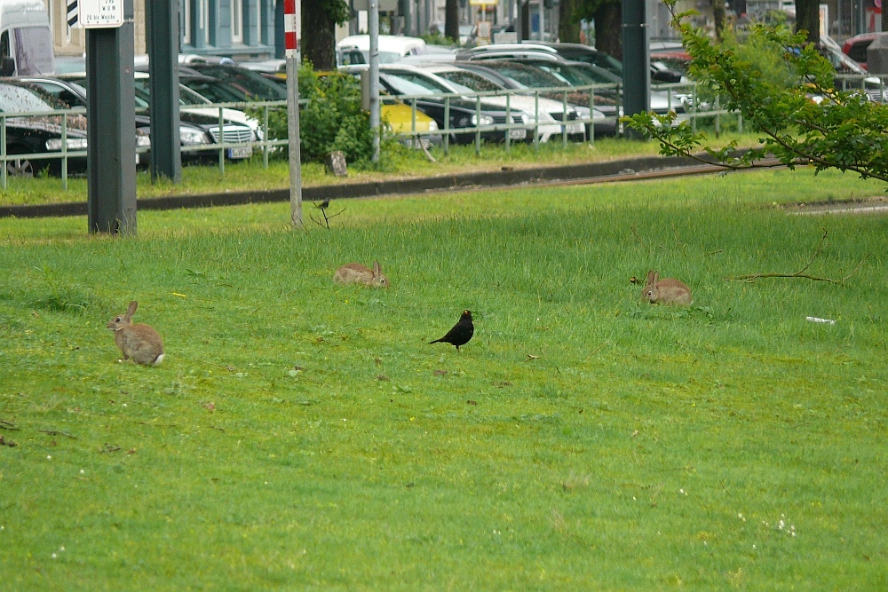 Konferenz der Stadttiere