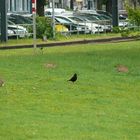 Konferenz der Stadttiere