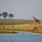 Konferenz der Tiere