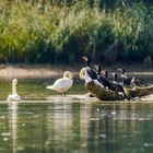 Konferenz der Tiere 