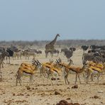 Konferenz der Tiere