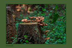 Konferenz der Waldbesitzer im Herbst