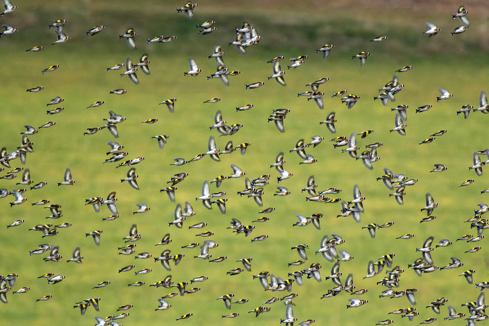 Konfetti? Ausschnitt Schwarm Stieglitzen ( Carduelis carduelis)