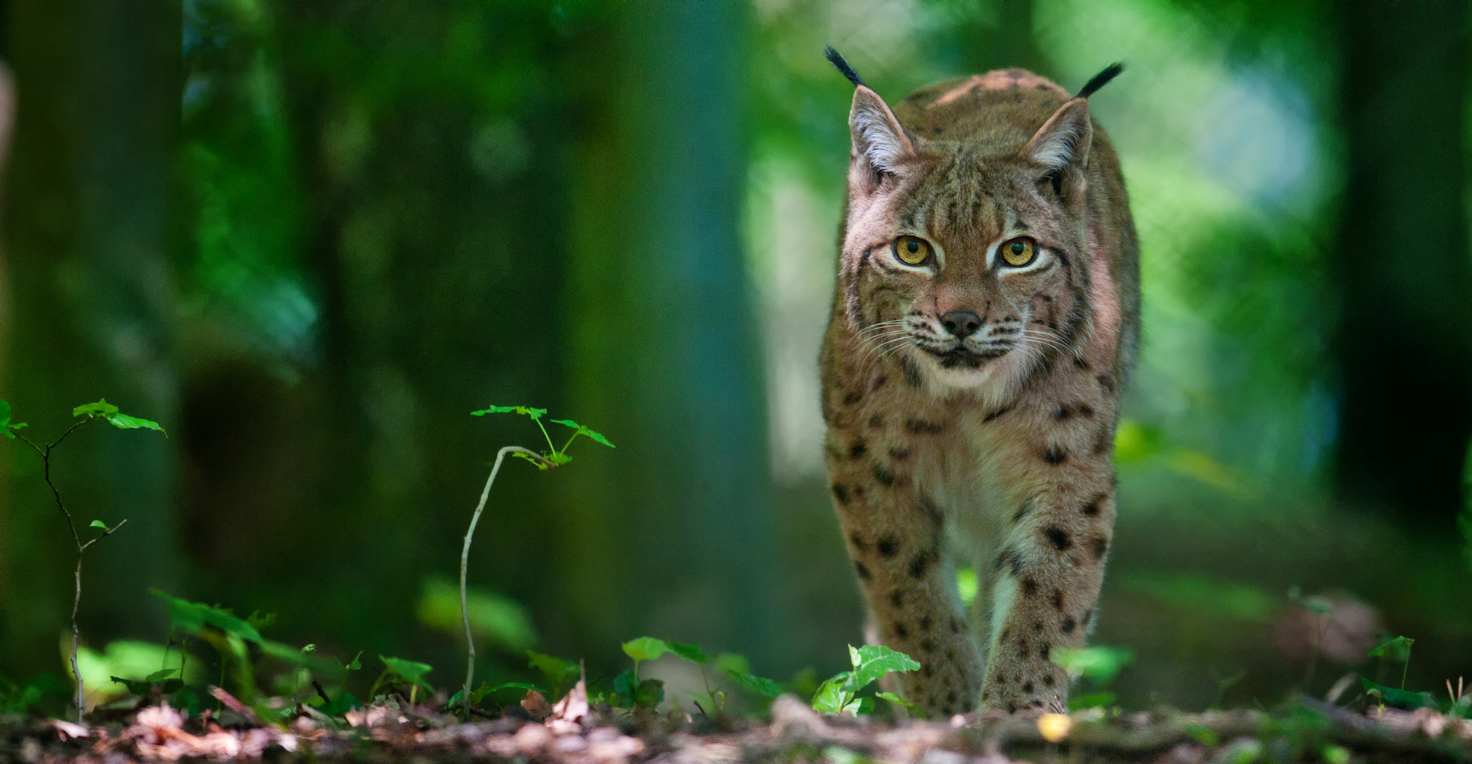 Konfrontation (Luchs)