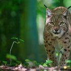 Konfrontation (Luchs)