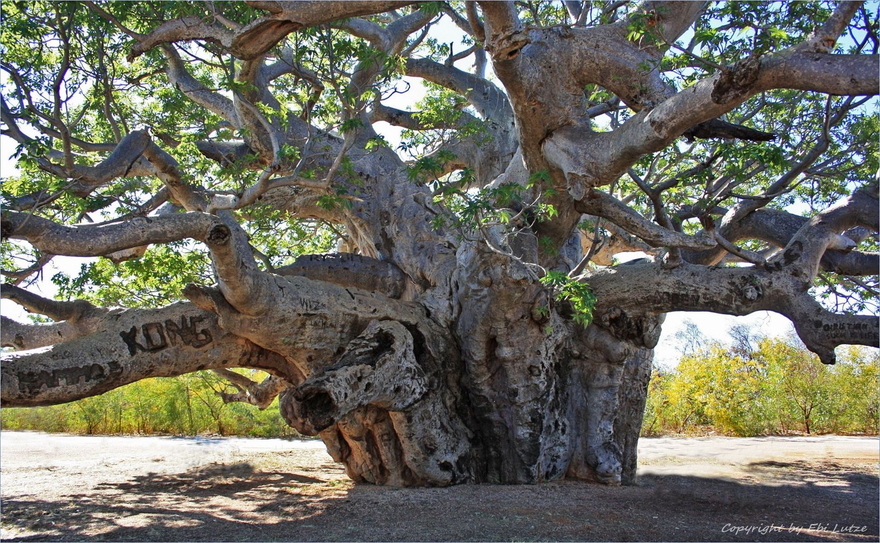 * KONG the Boab Tree *