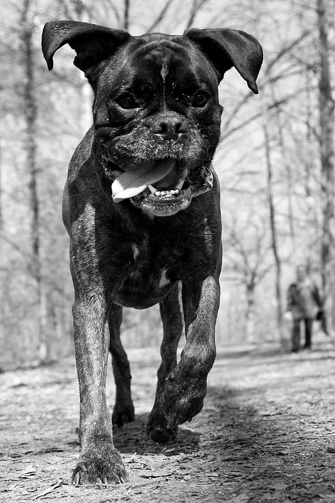 Kongo - ein Boxer - und Rettungshund