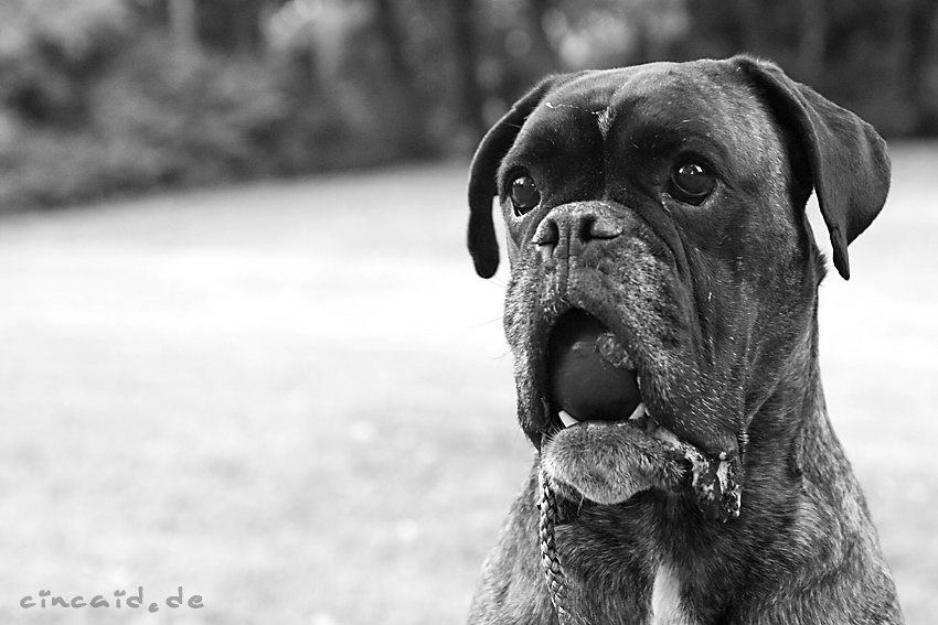 Kongo - ein Boxer - und Rettungshund V