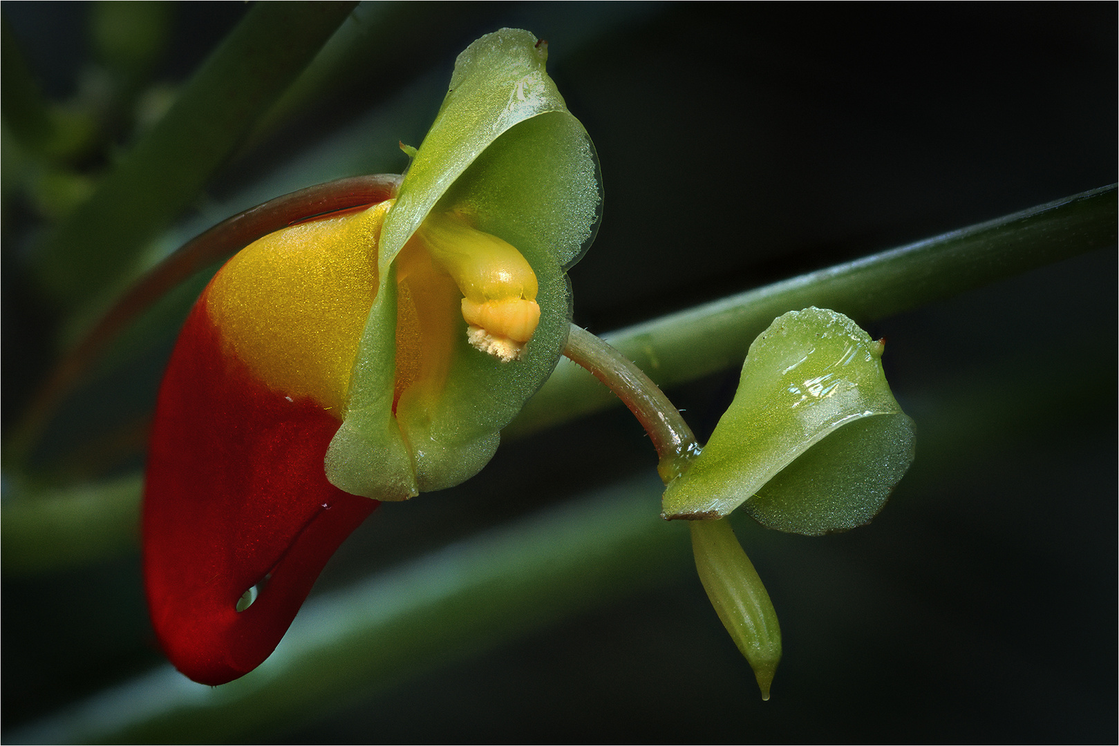 Kongo~Lieschen ( Impatiens niamniamensis)