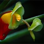 Kongo~Lieschen ( Impatiens niamniamensis)