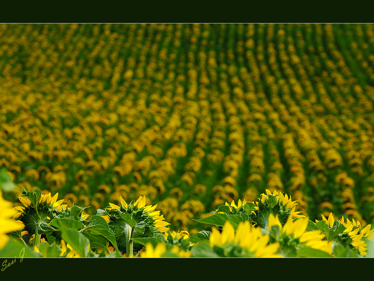 Kongress der Sonnenblumen