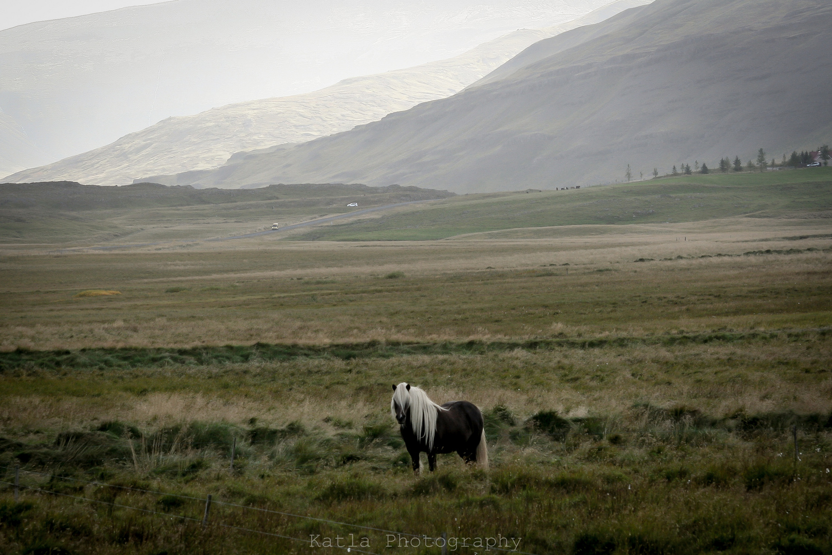 Kóngur