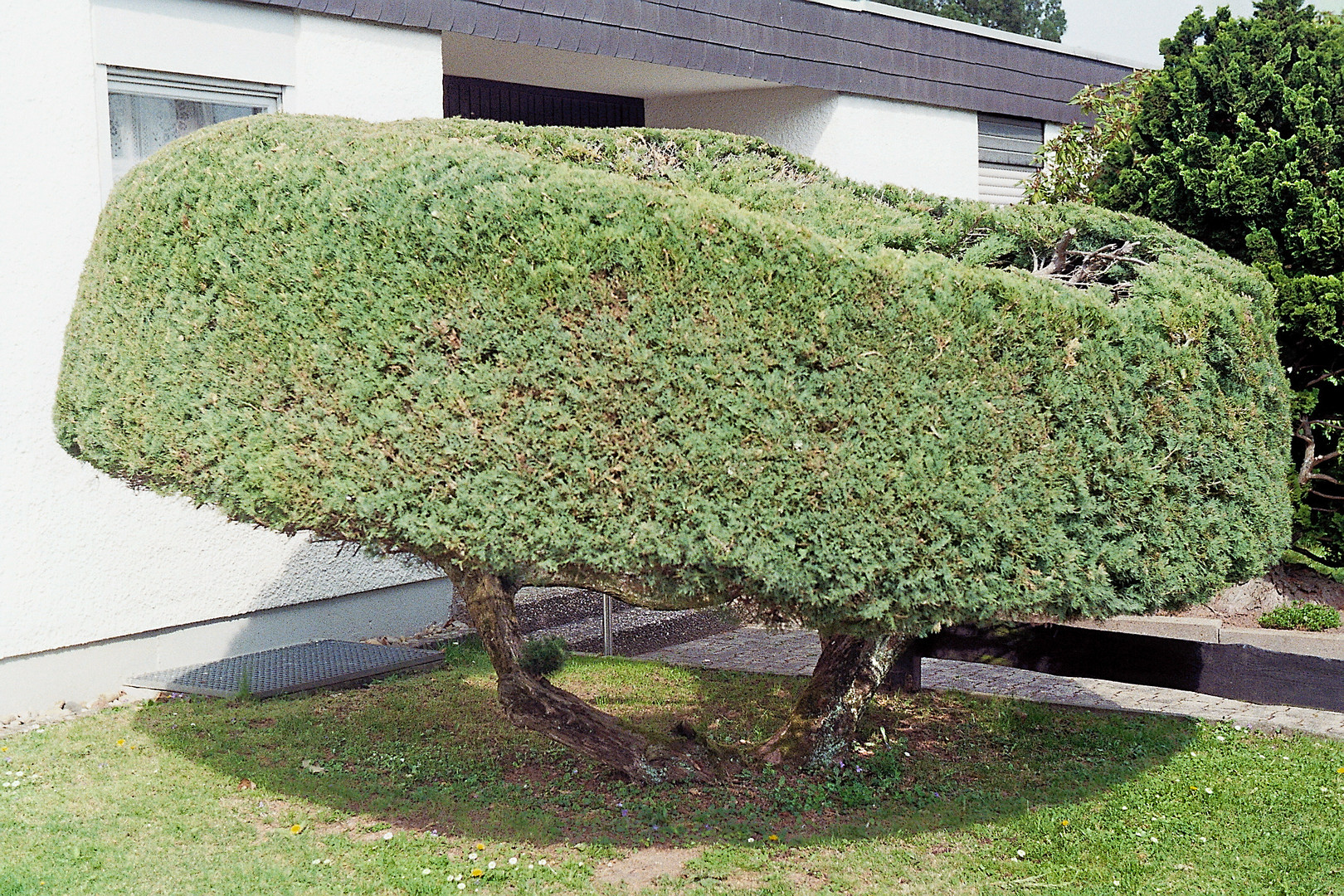 Konifere im Vorgarten