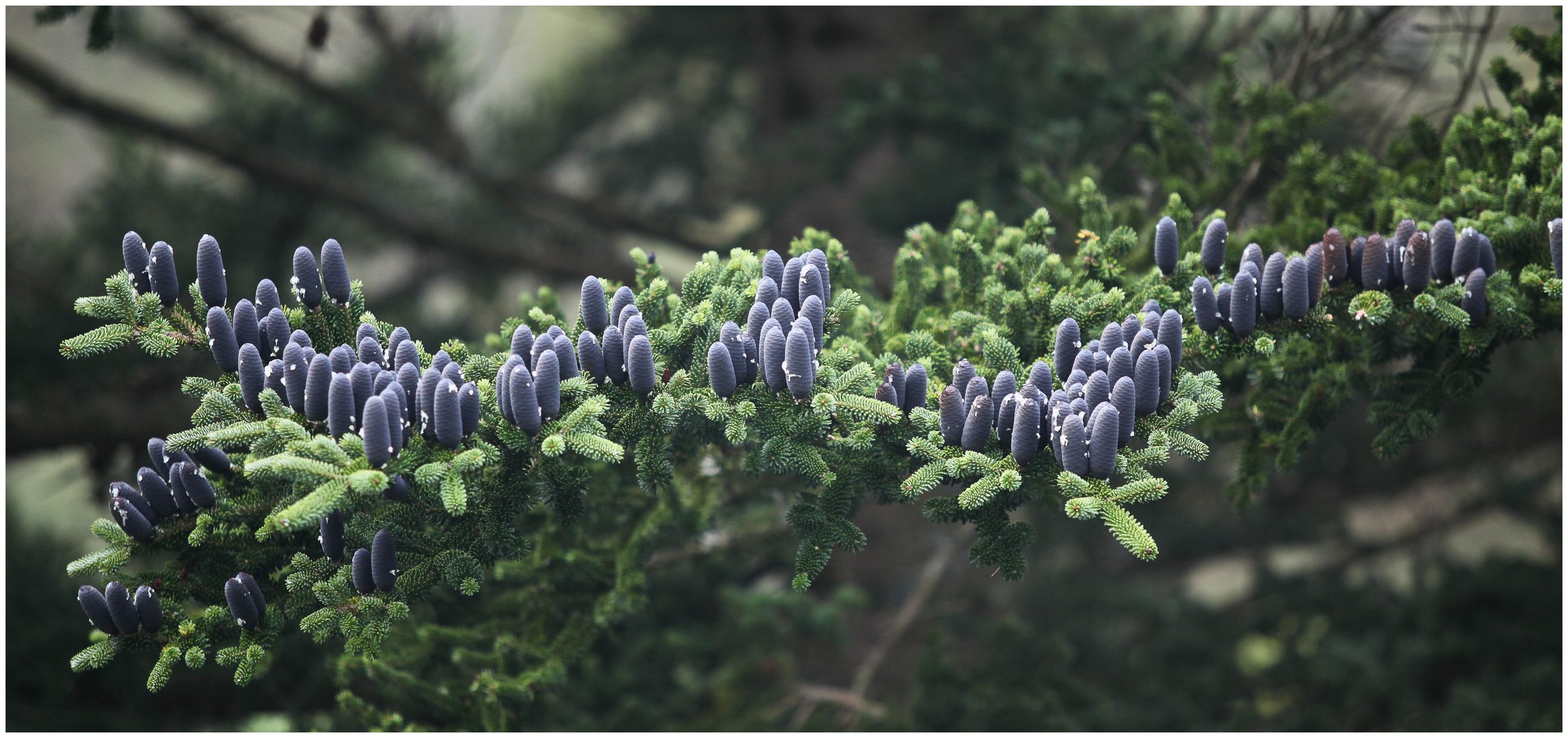 Koniferenpanorama; abies nordmanniana, vermutlich