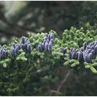 Koniferenpanorama; abies nordmanniana, vermutlich