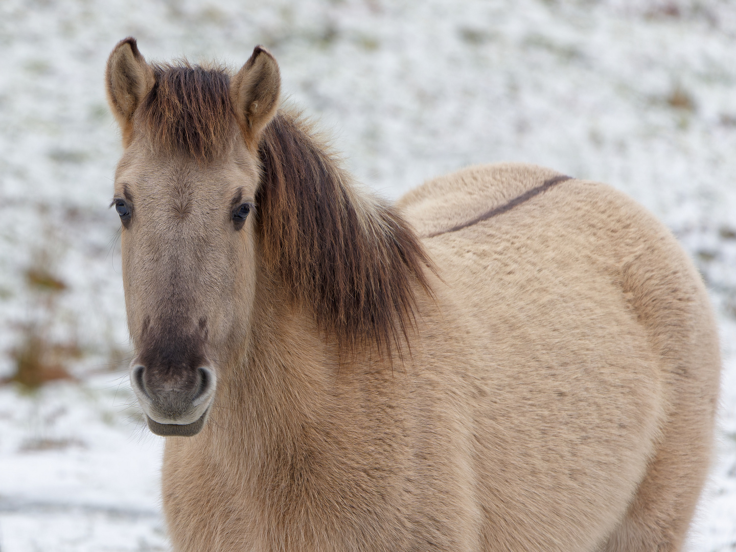 Konigpony mit Winterfell