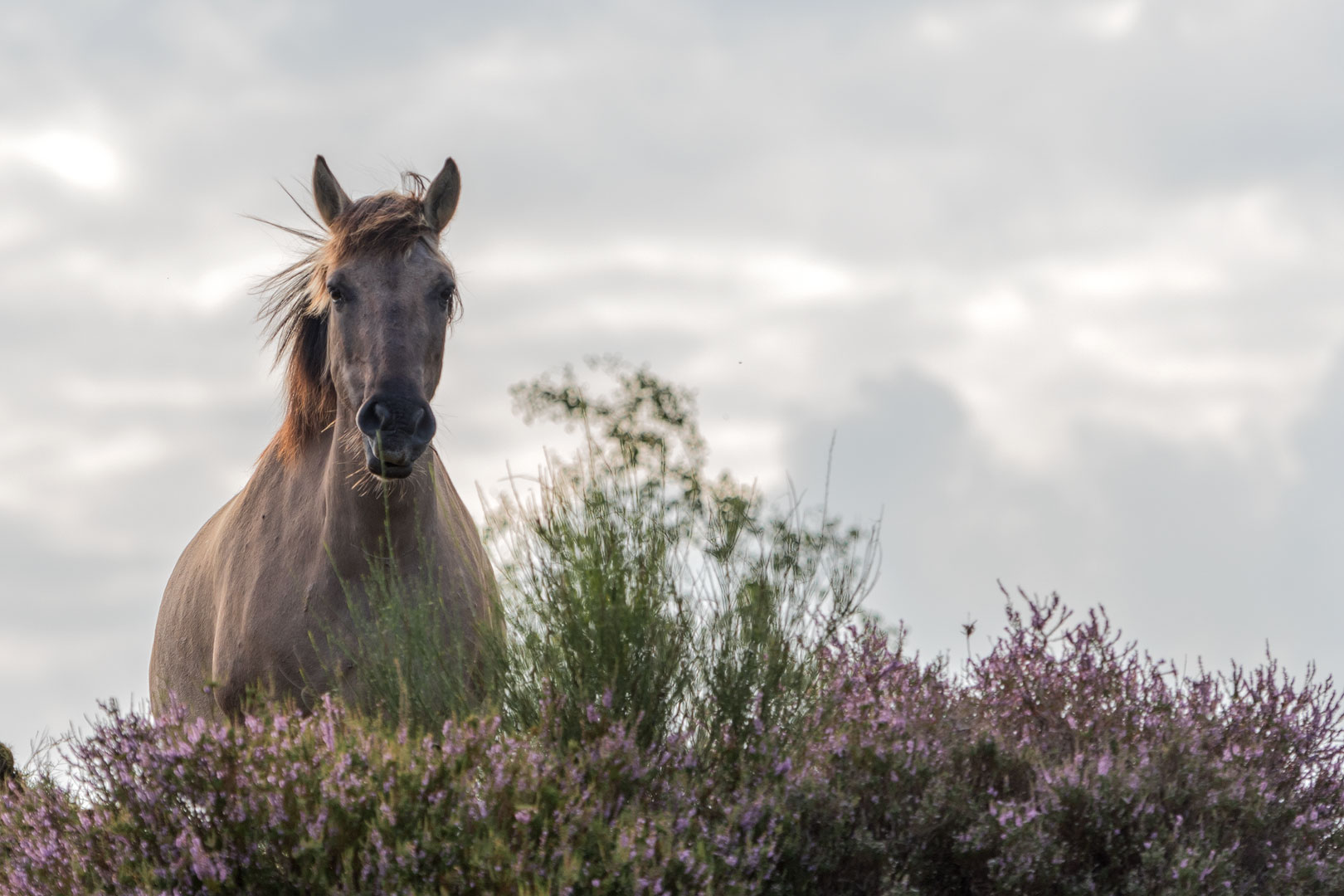 Konik (1)