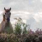 Konik (1)