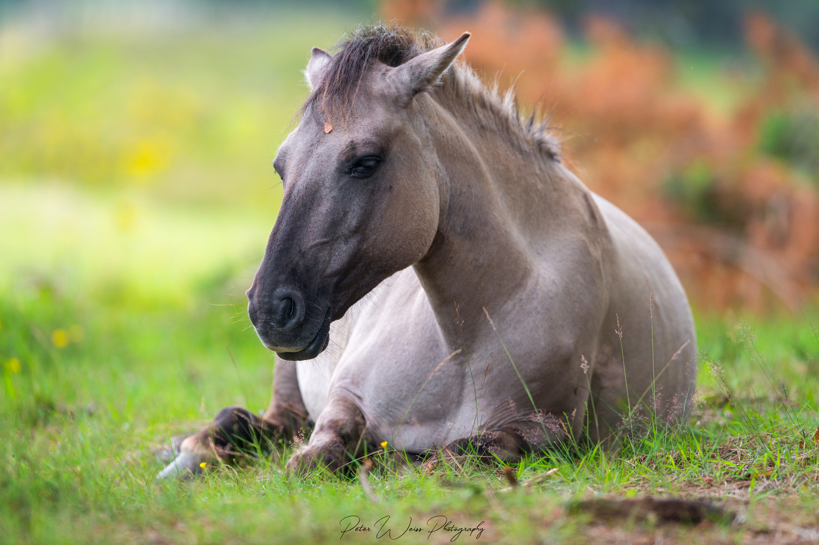 Konik