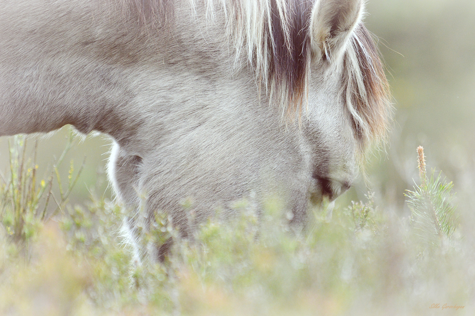 Konik