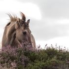  Konik (2)