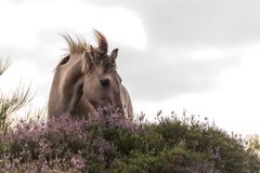  Konik (2)